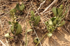 Ajuga ophrydis