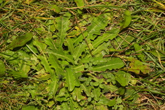 Hypochaeris radicata