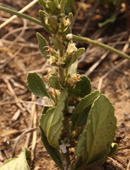 Ajuga ophrydis