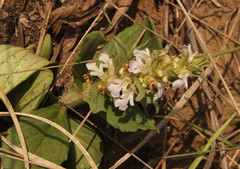 Ajuga ophrydis