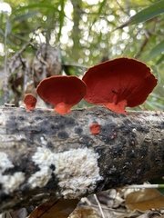 Trametes coccinea