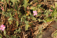 Oenothera rosea