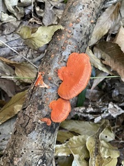 Trametes coccinea