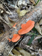 Trametes coccinea
