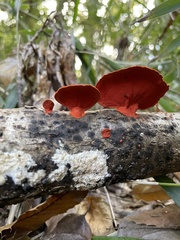 Trametes coccinea