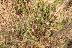 Oenothera rosea