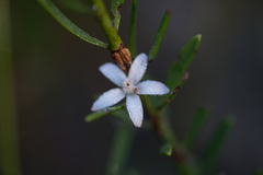 Philotheca queenslandica