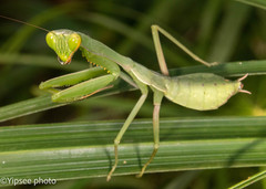 Hierodula pistillinota
