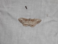 Dithalama cosmospila