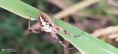 Neoscona theisi