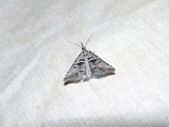 Dichromodes consignata