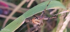 Neoscona theisi