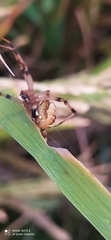 Neoscona theisi