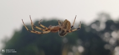 Neoscona theisi