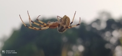 Neoscona theisi