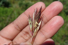 Cymbopogon marginatus