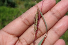 Cymbopogon marginatus