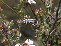 Castiarina adelaidae