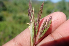 Cymbopogon marginatus