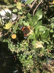 Vanessa atalanta