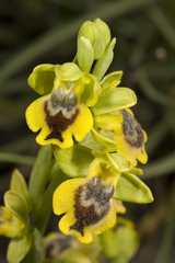 Ophrys lutea phryganae