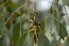 Eucalyptus albens
