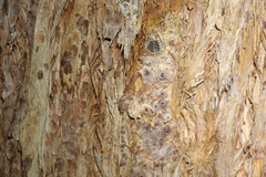 Eucalyptus microcorys