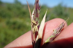 Cymbopogon marginatus