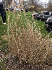 Miscanthus nepalensis