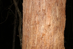 Eucalyptus microcorys