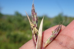 Cymbopogon marginatus