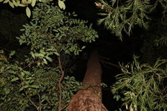 Eucalyptus microcorys