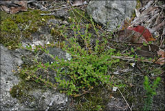 Mitrasacme pilosa stuartii