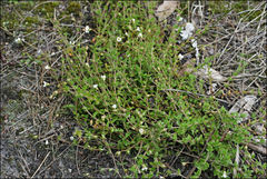 Mitrasacme pilosa stuartii