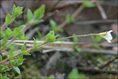 Mitrasacme pilosa stuartii