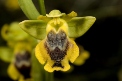 Ophrys lutea phryganae