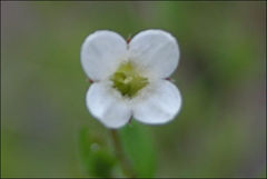 Mitrasacme pilosa stuartii