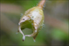 Mitrasacme pilosa stuartii