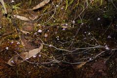 Utricularia grampiana