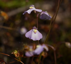 Utricularia grampiana