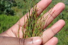 Elegia microcarpa