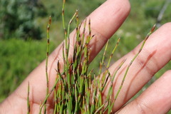 Elegia microcarpa