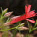 Ipomopsis tenuifolia - Photo (c) John Marquis, algunos derechos reservados (CC BY-NC-ND)
