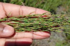 Elegia microcarpa
