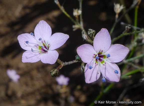 Saltugilia caruifolia