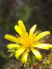 Cullumia setosa