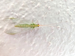 Chrysoperla