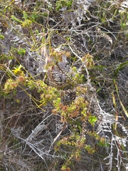 Cullumia setosa