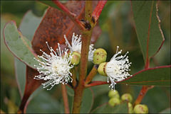 Eucalyptus kitsoniana
