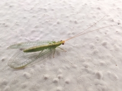 Chrysoperla